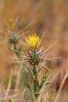 Flockenblume (Centaurea marocana)